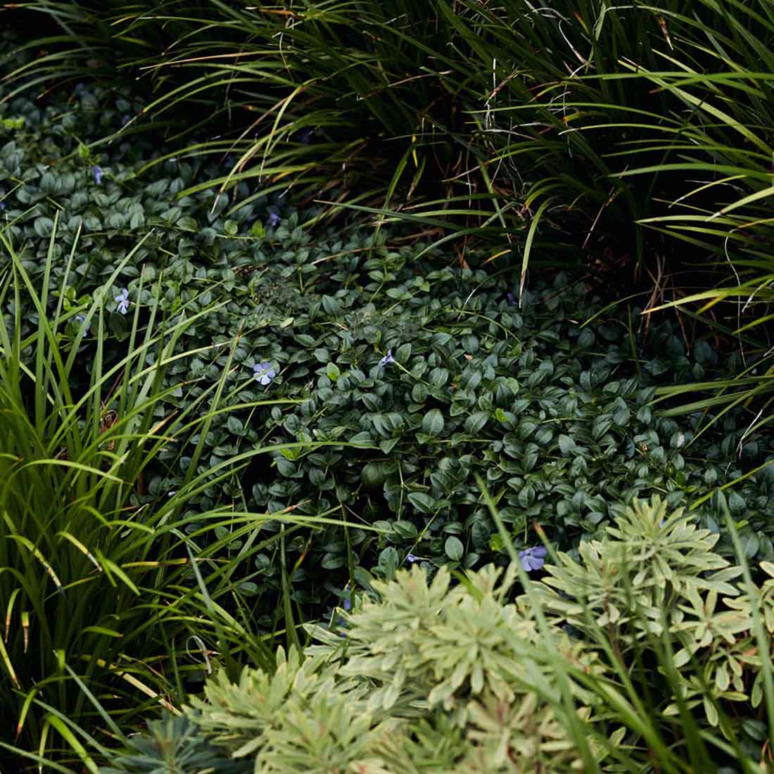 Dark leafy groundcover with small blue flowers beneath ornamental grasses